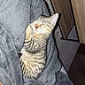 kitten, cat, sleeping, tabby, blanket, cozy, indoor, furniture, wood, fur, pet, cute, animal, nap, comfort, soft, relaxation, resting, small, domestic