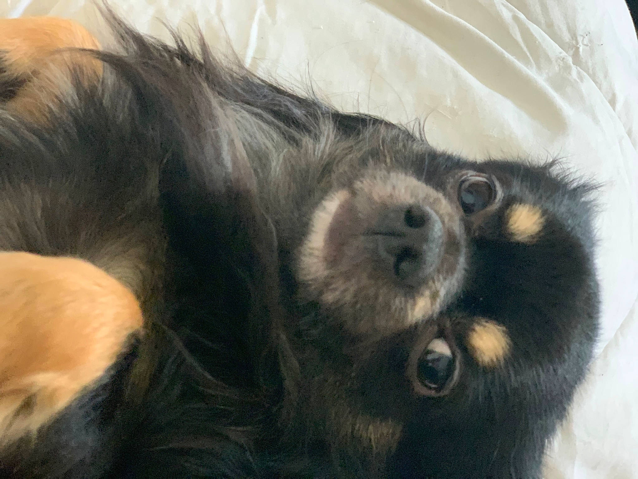 Nouki participe au concours pour gagner de l'argent avec cette photo : fur, natural_material, paw, primate, sporting_group, terrestrial_animal, wildlife