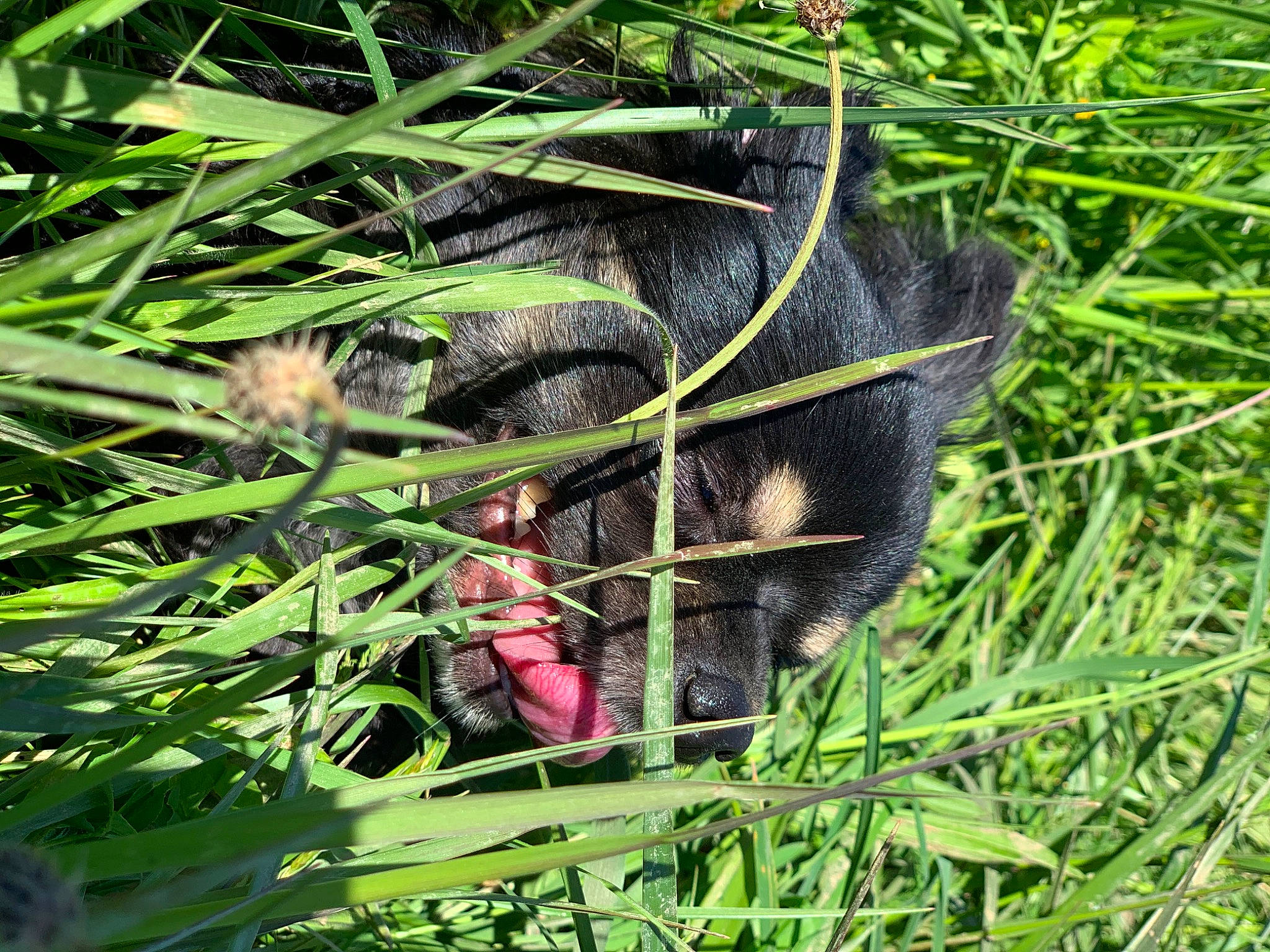 Nouki a rejoint le concours — aidez-le/la à gagner de superbes lots ! beak, canidae, carnivore, grass, groundcover, herb, herbaceous_plant, leaf, marsupial, paw, pest, plant, plant_community, soil, tail, tasmanian_devil, terrestrial_animal, terrestrial_plant, whiskers, wildlife