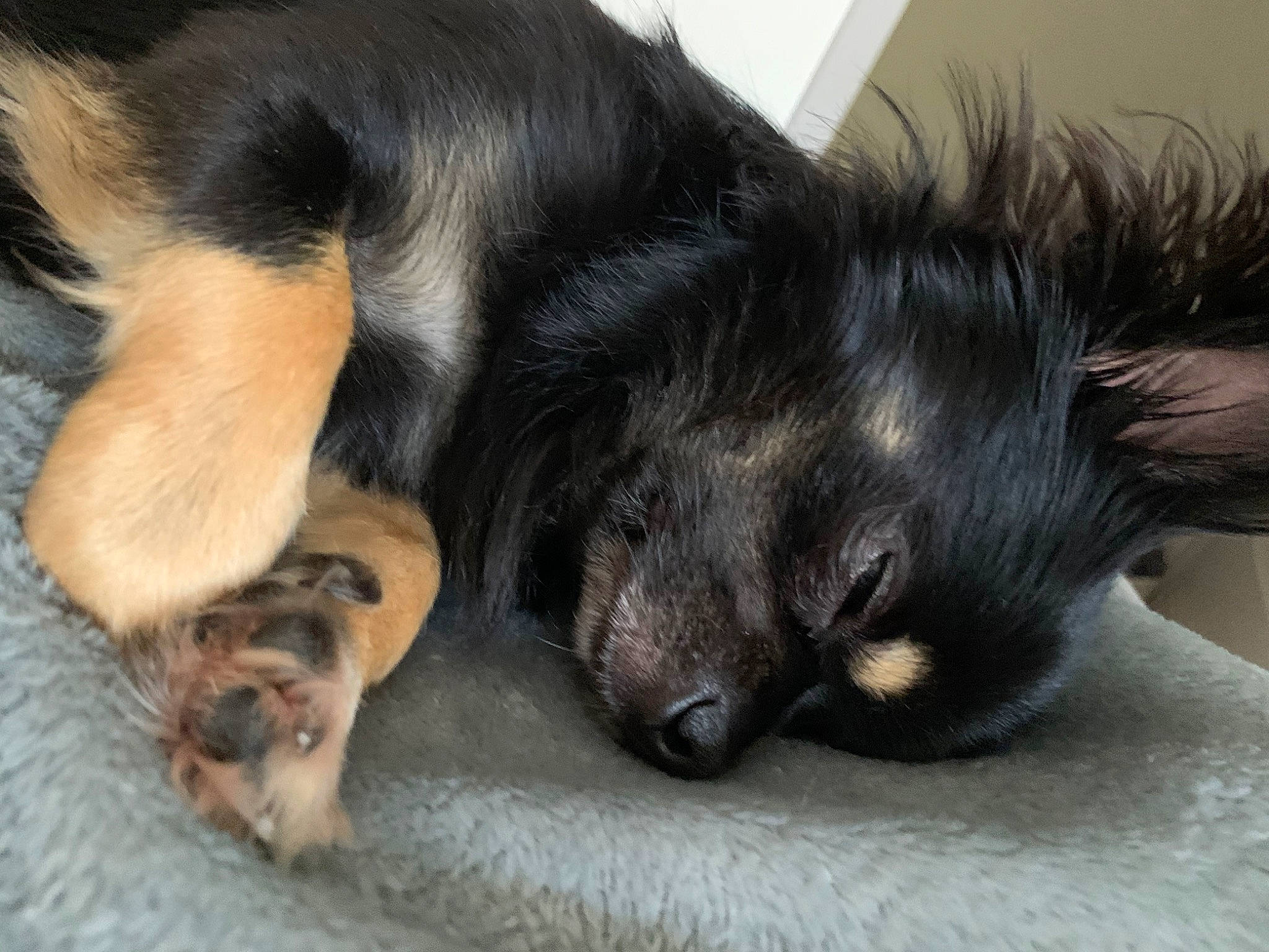 Nouki a rejoint le concours — aidez-le/la à gagner de superbes lots ! black_cat, carnivore, claw, comfort, companion_dog, dog, dog_breed, ear, felidae, foot, fur, liver, paw, small_to_medium_sized_cats, snout, sporting_group, tail, terrestrial_animal, whiskers, working_animal