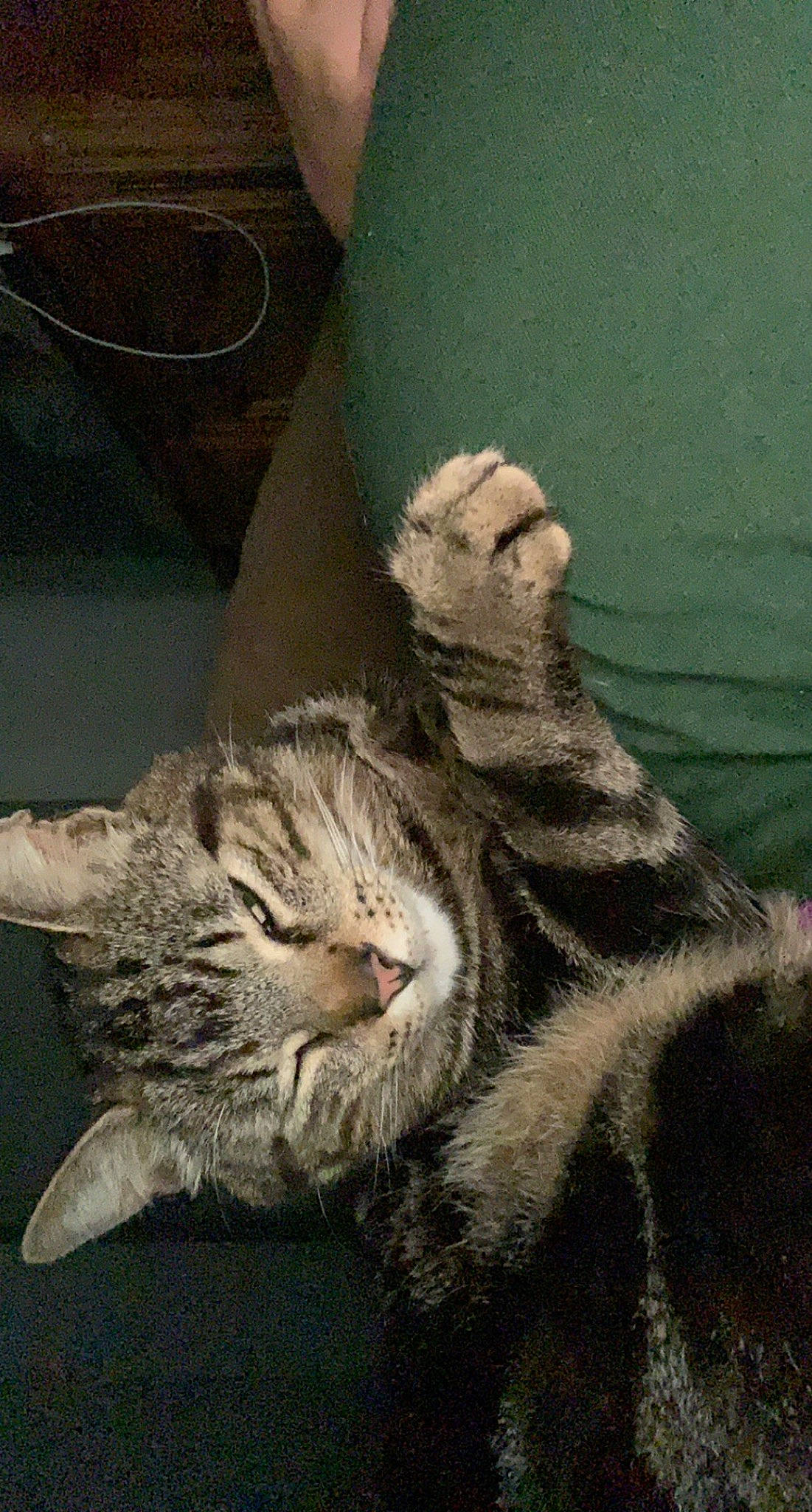 Logan a rejoint le concours — aidez-le/la à gagner de superbes lots ! carnivore, cat, claw, comfort, domestic_short_haired_cat, felidae, fur, paw, small_to_medium_sized_cats, snout, tail, terrestrial_animal, whiskers, window