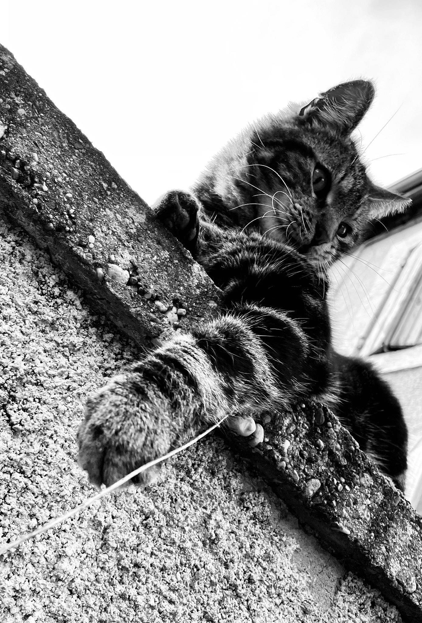 Logan a rejoint le concours — aidez-le/la à gagner de superbes lots ! black_and_white, carnivore, cat, claw, domestic_short_haired_cat, felidae, fur, gesture, grey, monochrome, monochrome_photography, paw, plant, small_to_medium_sized_cats, snout, tail, tree, whiskers, wildlife, wood