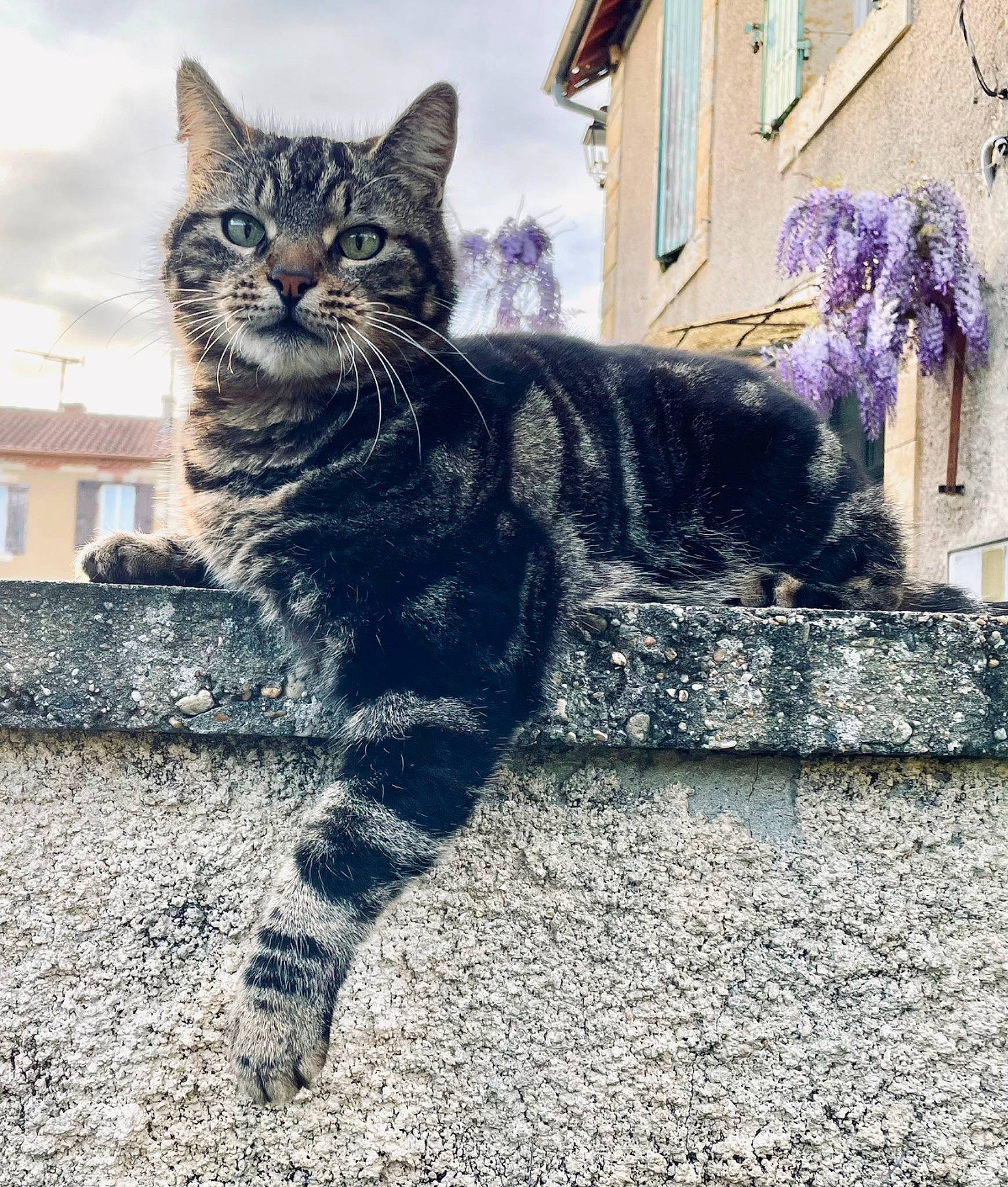 Logan participe au concours pour gagner de l'argent avec cette photo : carnivore, cat, domestic_short_haired_cat, felidae, fur, grass, grey, human_leg, paw, plant, road_surface, sitting, sky, small_to_medium_sized_cats, snout, tail, terrestrial_animal, tree, whiskers, window