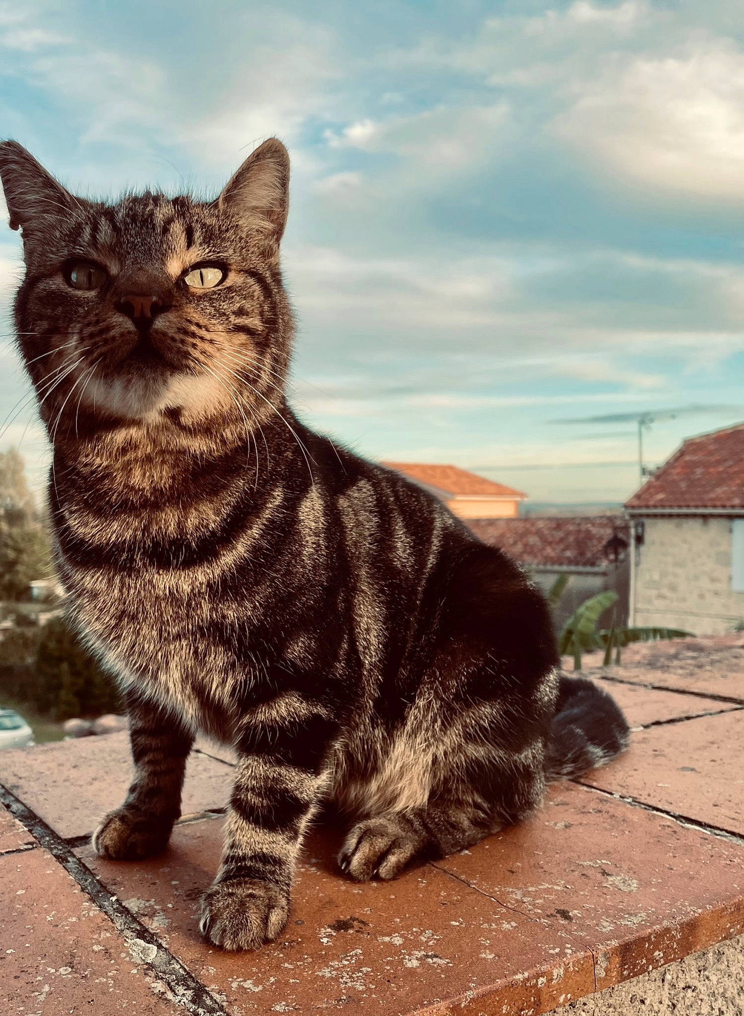 Logan participe au concours pour gagner de l'argent avec cette photo : carnivore, cat, claw, cloud, domestic_short_haired_cat, eye, felidae, fur, paw, road_surface, sky, small_to_medium_sized_cats, snout, tail, terrestrial_animal, tree, whiskers, wildlife, window, wood