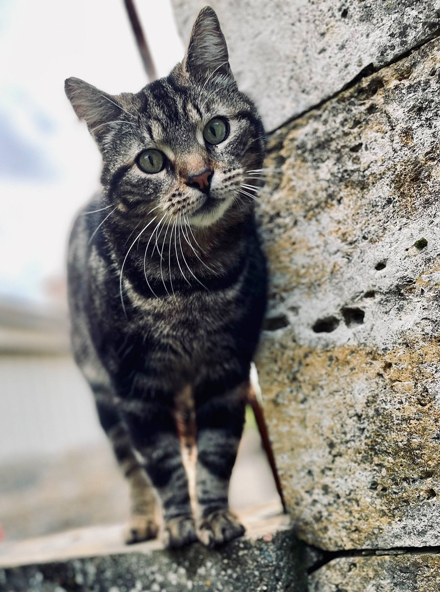 Logan a rejoint le concours — aidez-le/la à gagner de superbes lots ! carnivore, cat, claw, domestic_short_haired_cat, felidae, fur, grass, grey, monochrome_photography, paw, sitting, small_to_medium_sized_cats, snout, tail, terrestrial_animal, tree, whiskers, wildlife, window, wood