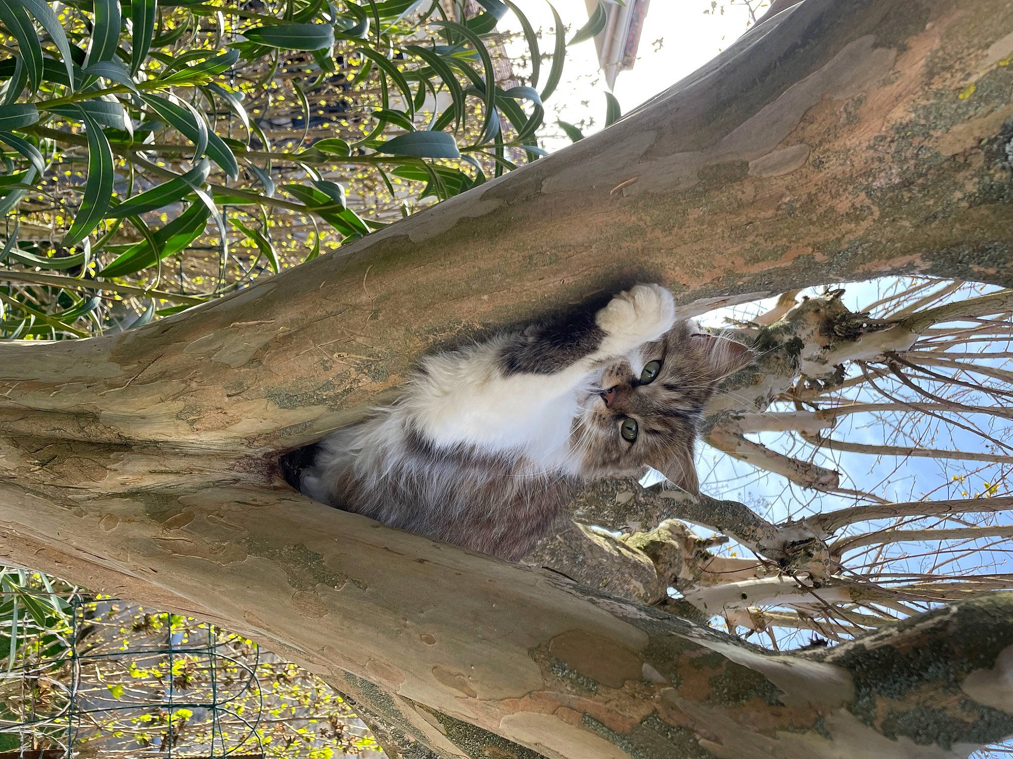 Judy a rejoint le concours — aidez-le/la à gagner de superbes lots ! beak, bird_of_prey, fur, marsupial, natural_material, plant, sky, tail, terrestrial_animal, tree, trunk, twig, wildlife, wood