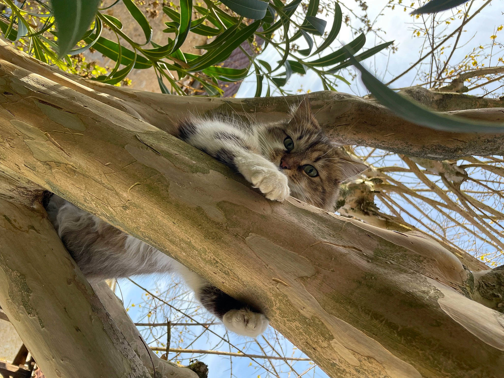 Judy a rejoint le concours — aidez-le/la à gagner de superbes lots ! branch, natural_material, plant_stem, sky, terrestrial_animal, tree, trunk, twig, wildlife, wood