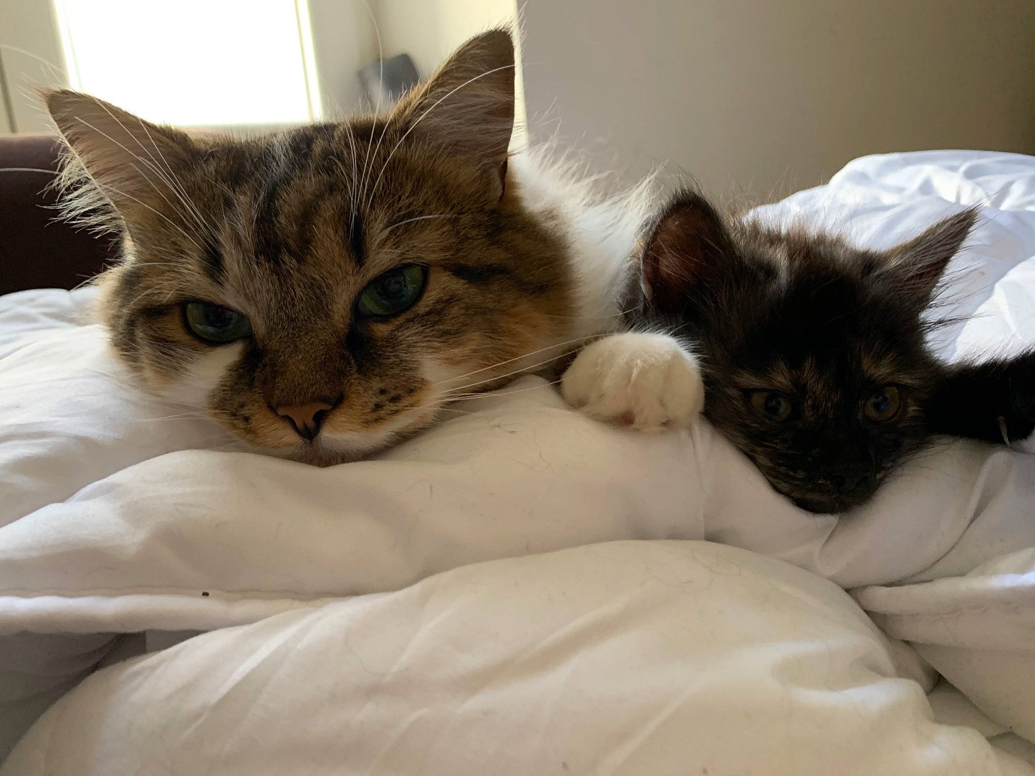 Mimins a rejoint le concours — aidez-le/la à gagner de superbes lots ! bed, bed_sheet, bedding, carnivore, cat, cat_supply, claw, comfort, domestic_short_haired_cat, felidae, fur, linens, mammal, nap, paw, pet_supply, small_to_medium_sized_cats, tail, vertebrate, whiskers