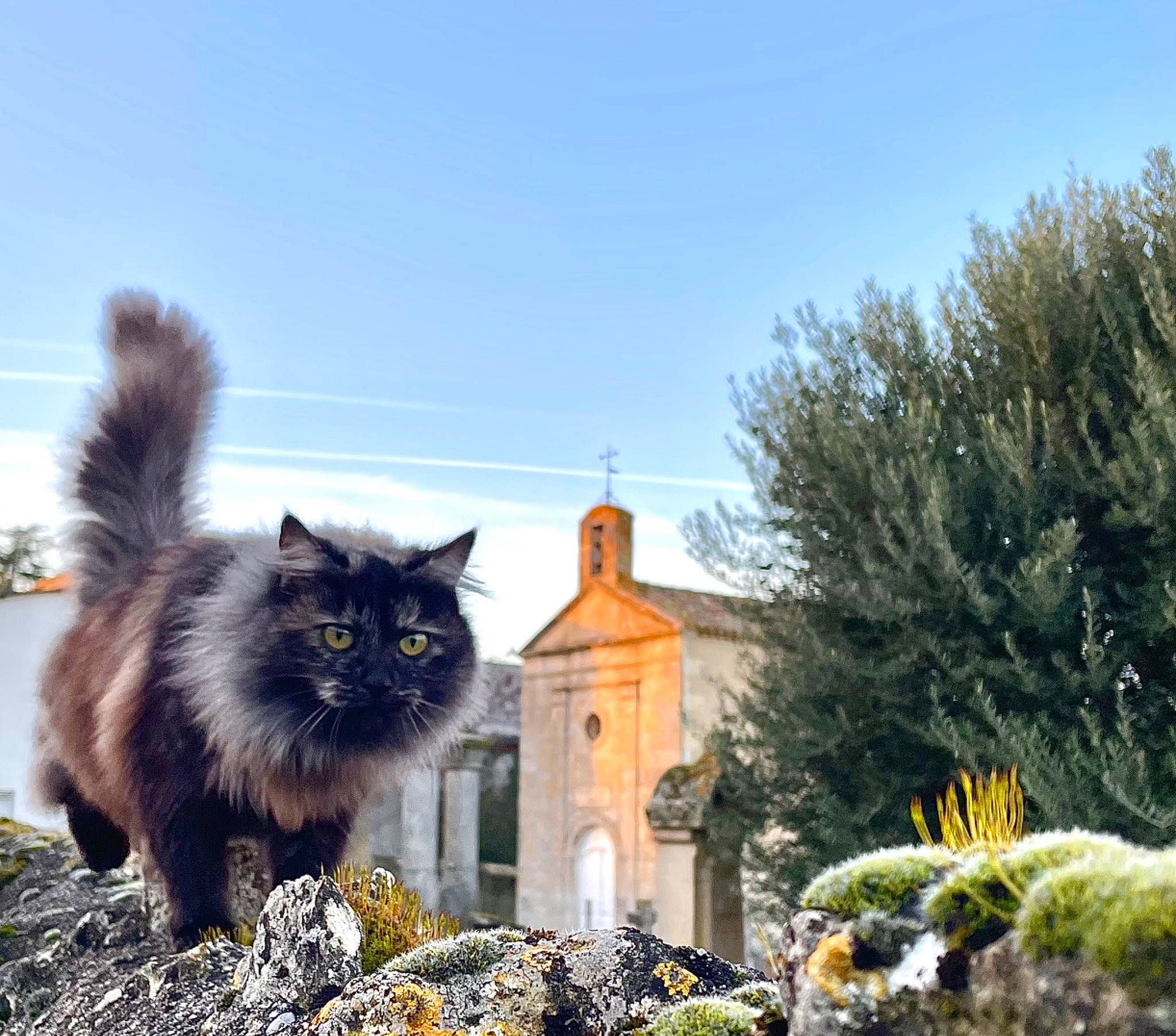 Mimins a rejoint le concours — aidez-le/la à gagner de superbes lots ! british_longhair, building, canidae, carnivore, cat, domestic_short_haired_cat, felidae, freezing, fur, grass, house, plant, ragdoll, sky, small_to_medium_sized_cats, tail, tree, whiskers, window, winter