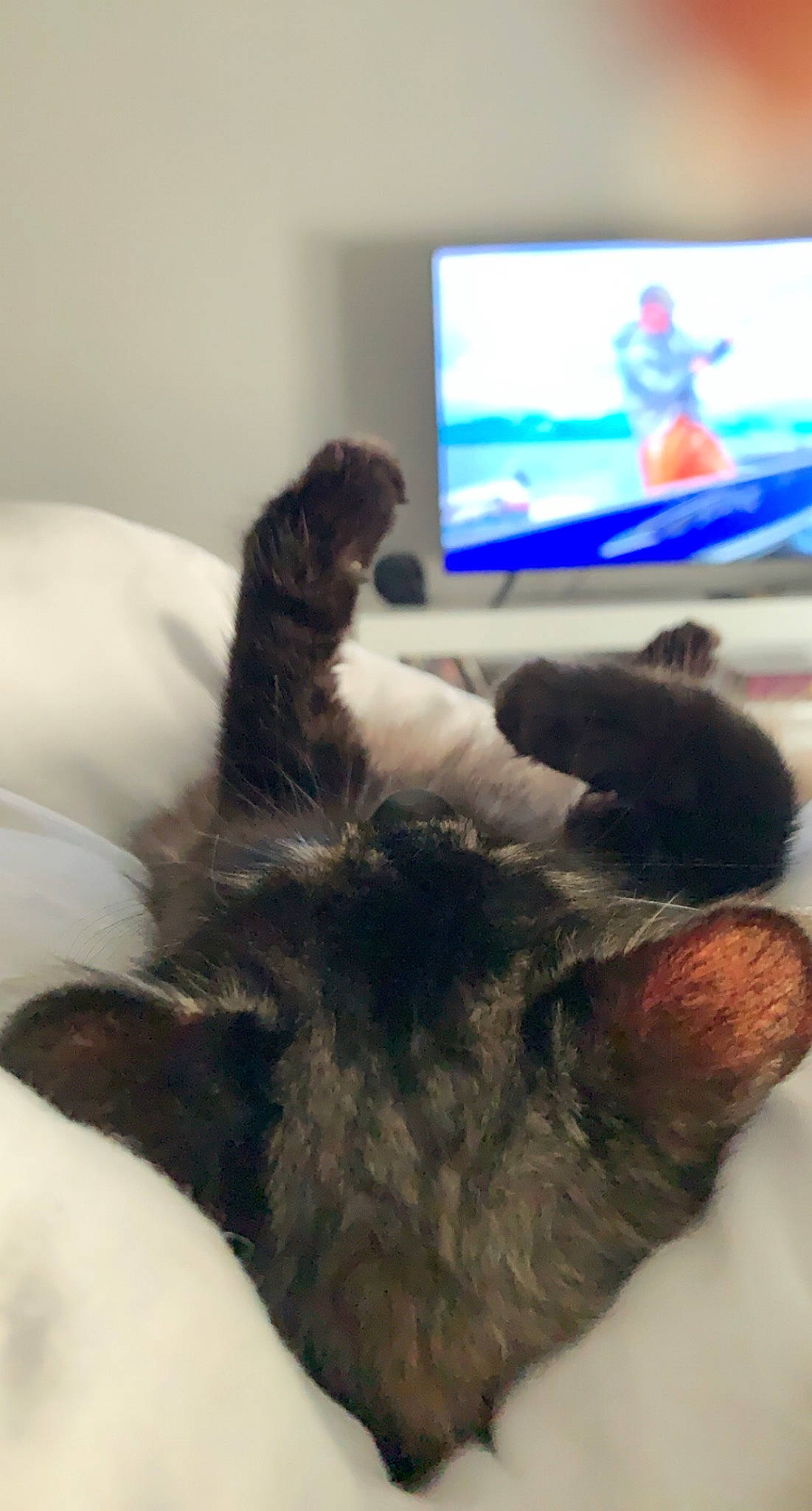 Mimins a rejoint le concours — aidez-le/la à gagner de superbes lots ! bed, black_cat, carnivore, cat, claw, comfort, companion_dog, dog_breed, domestic_short_haired_cat, felidae, fur, gesture, mammal, nap, paw, room, small_to_medium_sized_cats, sporting_group, tail, whiskers