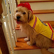 Cooper joined the competition — help win amazing prizes! dog, stairs, wooden_floor, yellow_coat, red_hat, tongue_out, fluffy, indoor, pet, canine, happy, seated, fur, animal, house, raingear, costume, cute, portrait, domestic