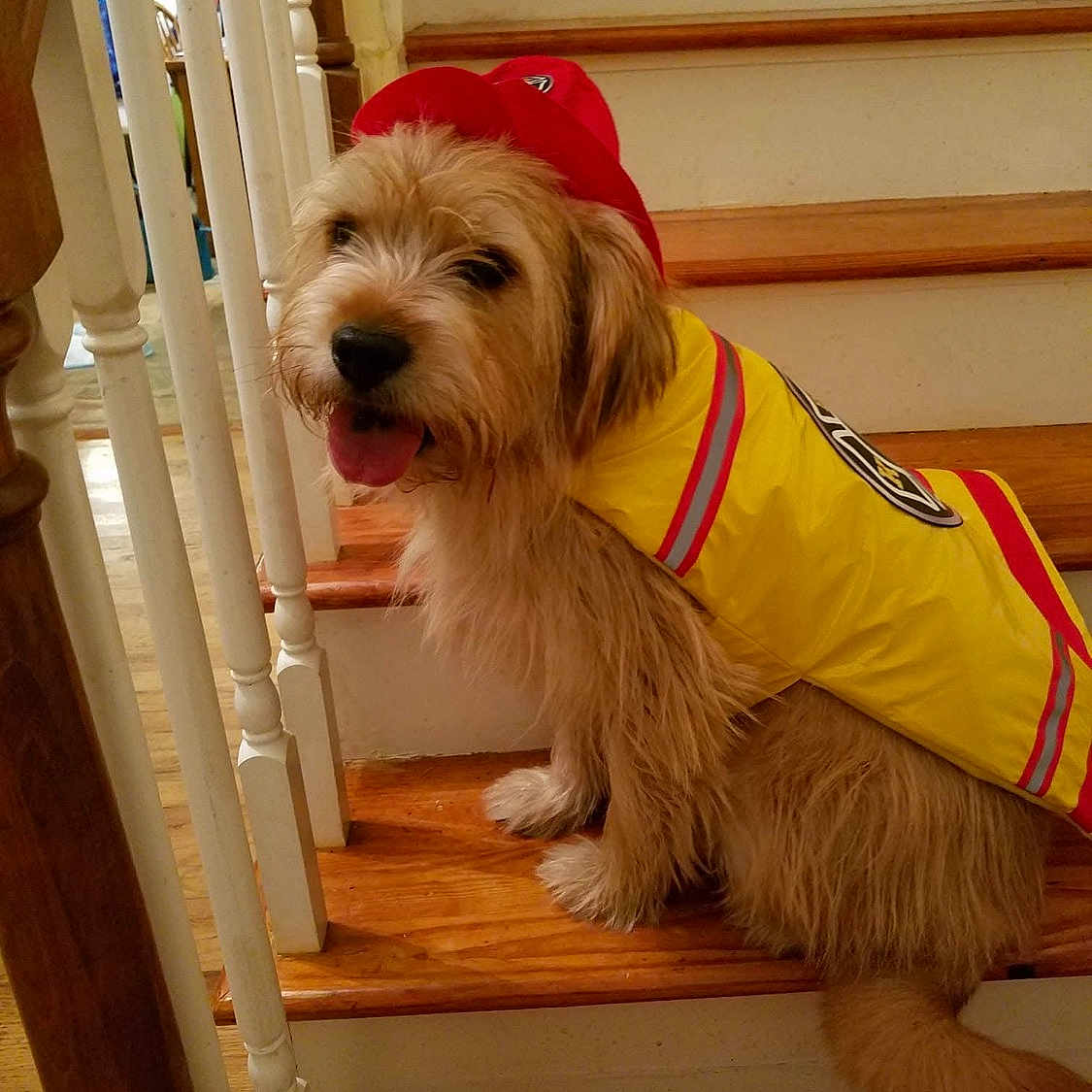 Cooper joined the competition — help win amazing prizes! animal, canine, costume, cute, dog, domestic, fluffy, fur, happy, house, indoor, pet, portrait, raingear, red_hat, seated, stairs, tongue_out, wooden_floor, yellow_coat