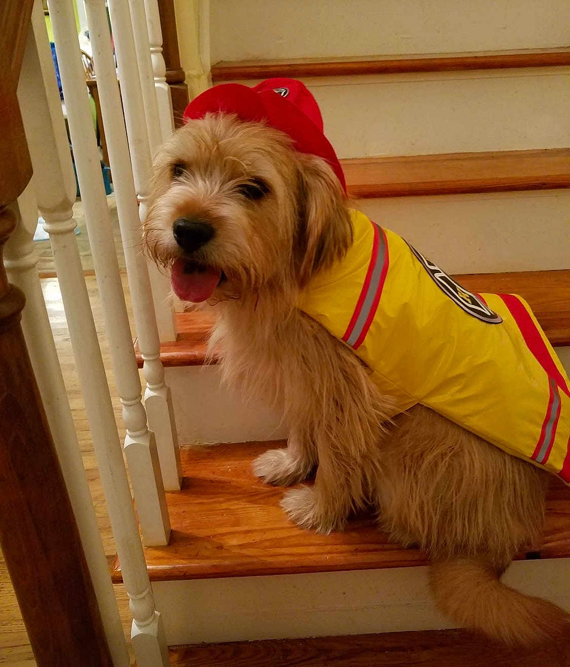 Cooper joined the competition — help win amazing prizes! dog, stairs, wooden_floor, yellow_coat, red_hat, tongue_out, fluffy, indoor, pet, canine, happy, seated, fur, animal, house, raingear, costume, cute, portrait, domestic