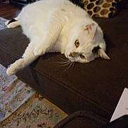 Moo.moo is registered to the contest to win money with this photo: cat, white_cat, feline, pet, animal, indoor, couch, furniture, relaxed, lounging, living_room, carpet, bag, whiskers, yellow_eyes, soft_fur, domestic_cat, resting, cozy, household