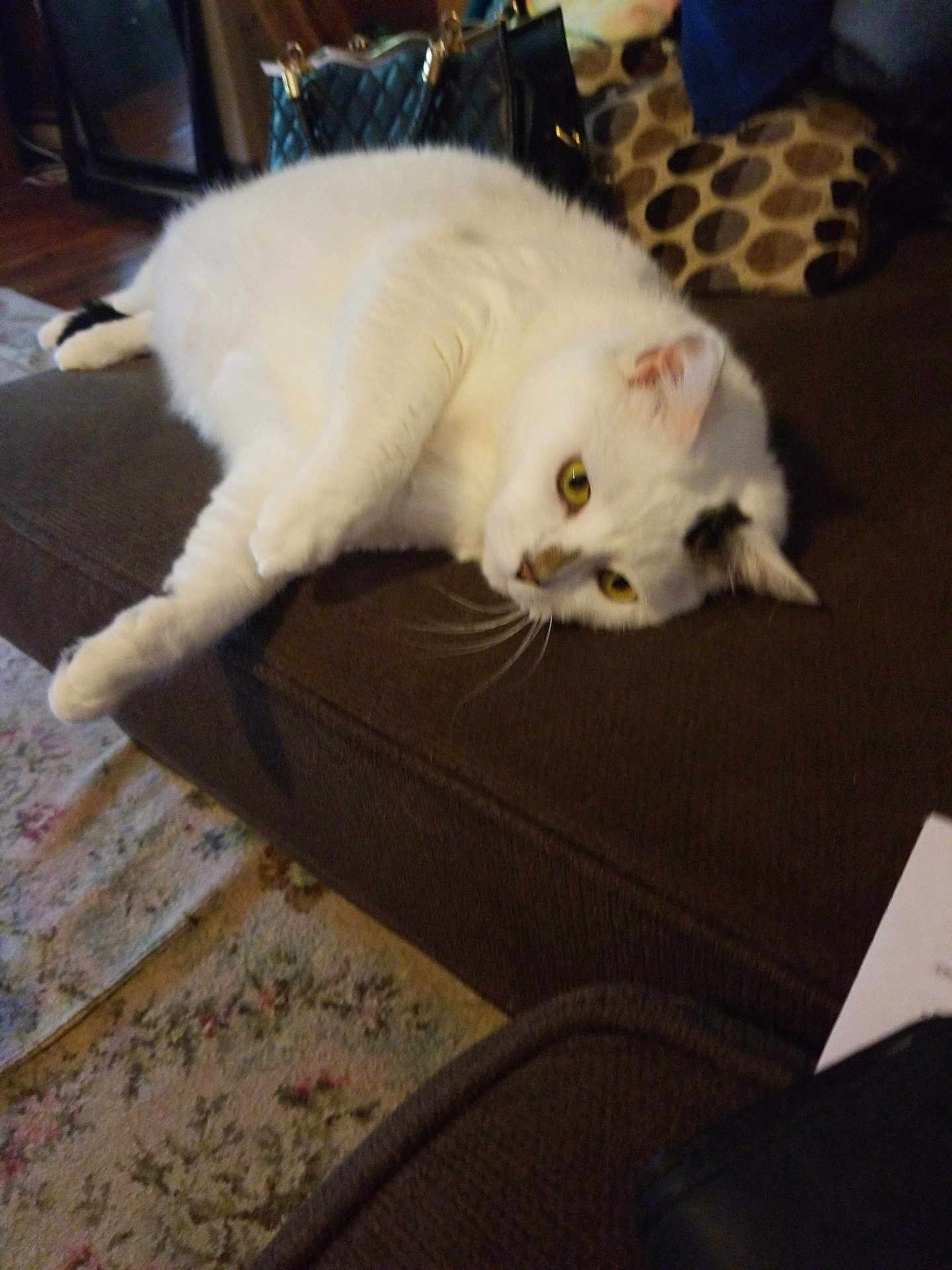 Moo.moo is registered to the contest to win money with this photo: cat, white_cat, feline, pet, animal, indoor, couch, furniture, relaxed, lounging, living_room, carpet, bag, whiskers, yellow_eyes, soft_fur, domestic_cat, resting, cozy, household