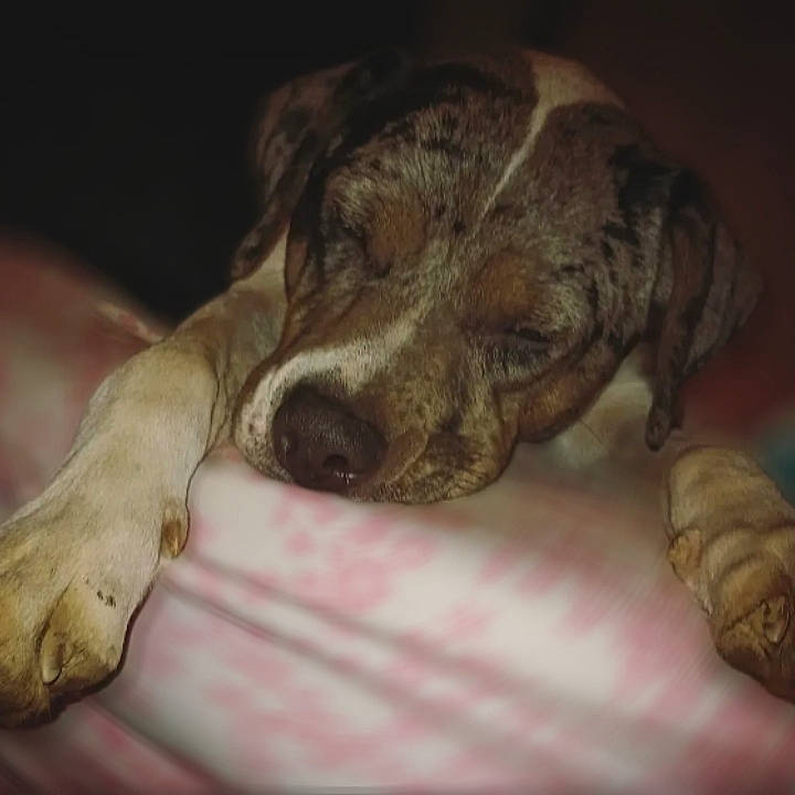 Kate is registered to the contest to win money with this photo: bored, canidae, carnivore, comfort, companion_dog, dog, dog_breed, ear, fawn, fur, guard_dog, paw, snout, sporting_group, street_dog, terrestrial_animal, whiskers, working_animal