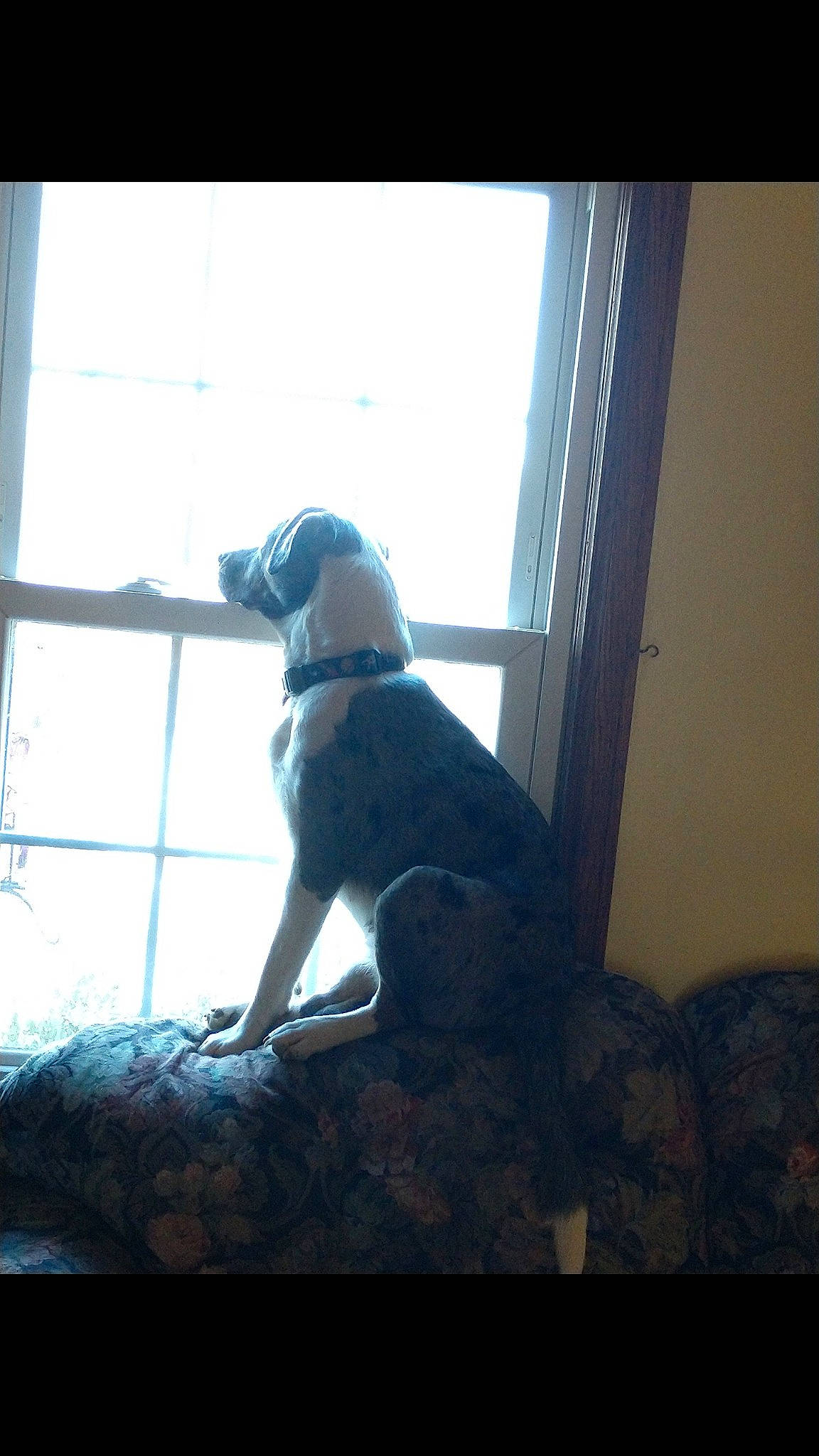 Kate joined the competition — help win amazing prizes! canidae, carnivore, comfort, companion_dog, daylighting, dog, dog_breed, fawn, fixture, flooring, gun_dog, house, shade, shadow, sporting_group, stairs, tail, tints_and_shades, window, wood