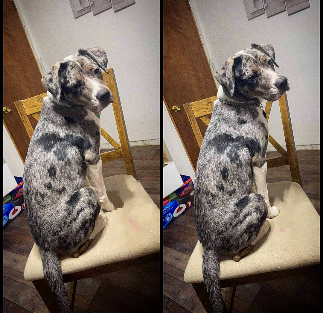 Kate joined the competition — help win amazing prizes! art, canidae, carnivore, chair, comfort, companion_dog, couch, dog, dog_breed, dog_supply, felidae, fur, grey, metal, pet_supply, small_to_medium_sized_cats, snout, sporting_group, tail, working_animal