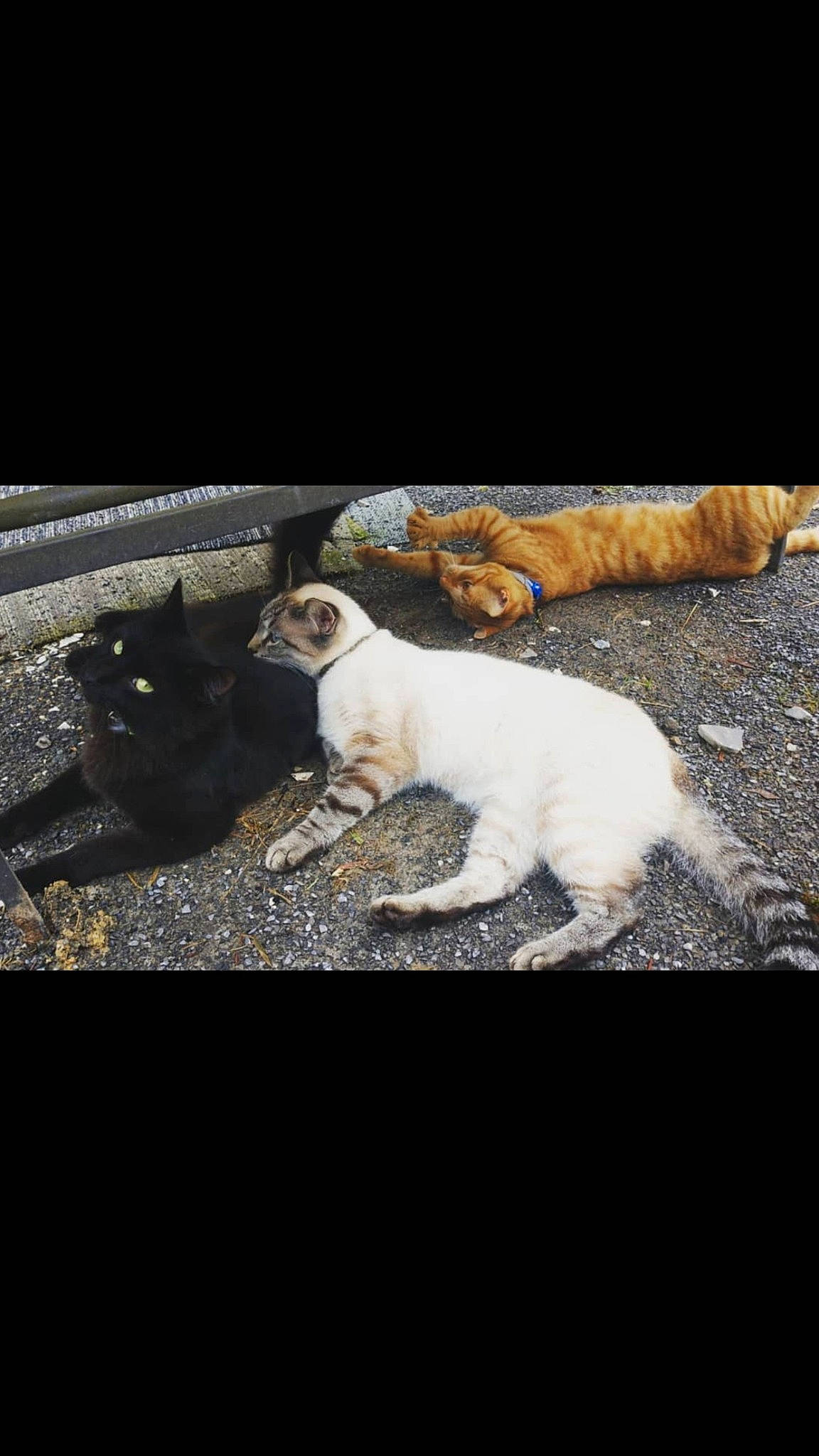 Simba Garfield Nermal