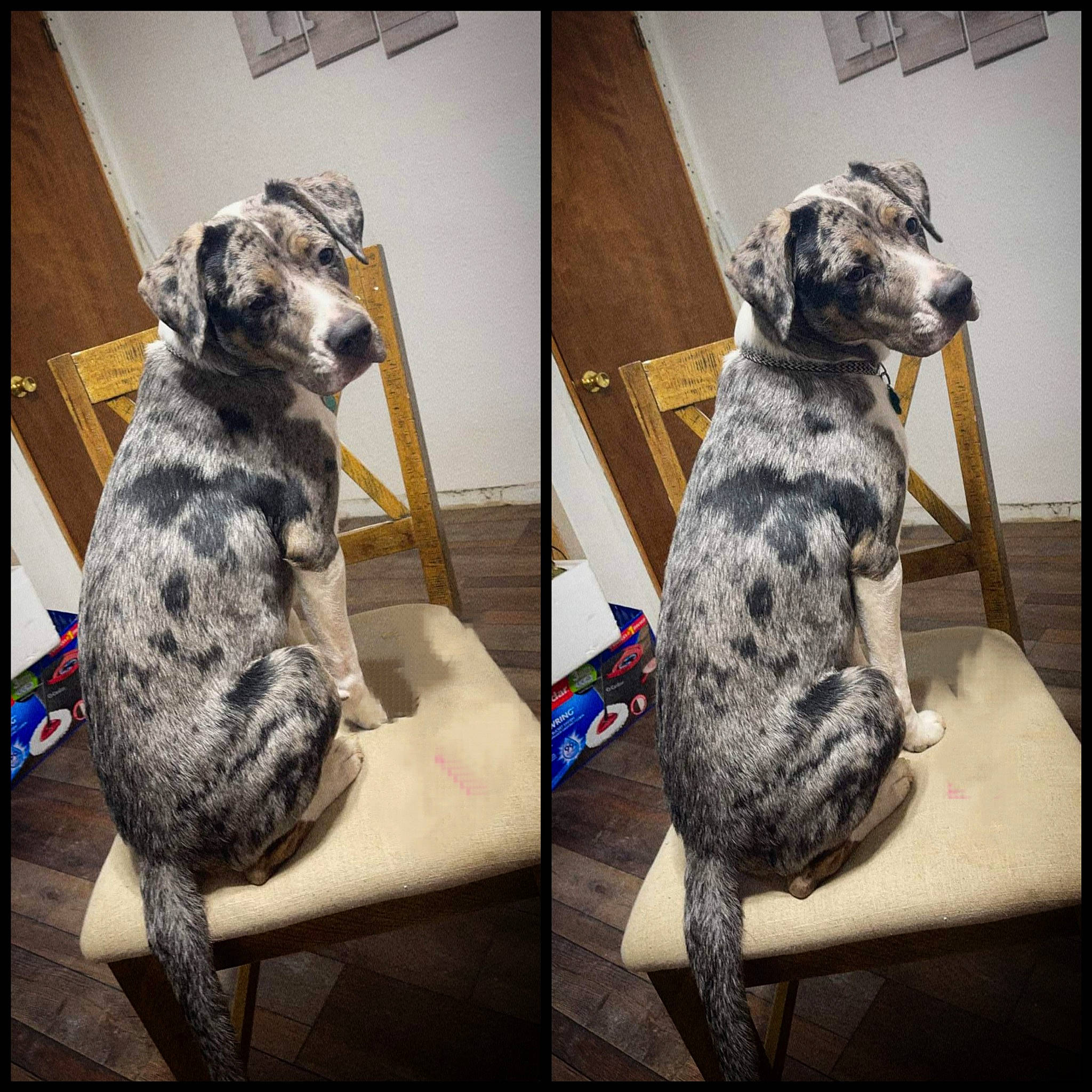 Kate joined the competition — help win amazing prizes! art, canidae, carnivore, chair, comfort, companion_dog, couch, dog, dog_breed, dog_supply, felidae, fur, grey, metal, pet_supply, rectangle, sitting, snout, sporting_group, working_animal