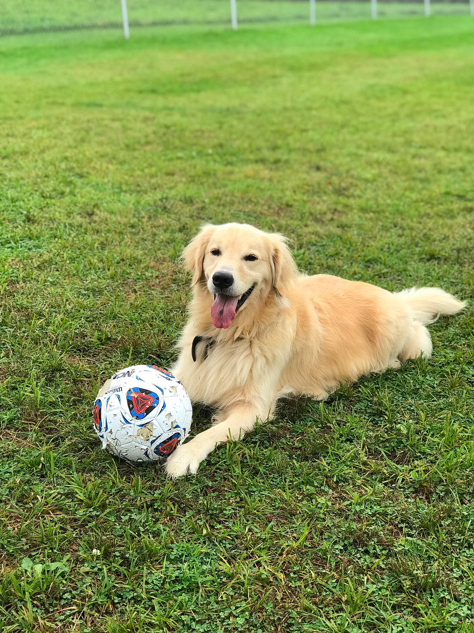 Harold is registered to the contest to win money with this photo: ball, canidae, carnivore, companion_dog, dog, dog_breed, dog_toy, football, grass, grassland, gun_dog, lawn, plant, recreation, soccer_ball, sporting_group, sports, sports_equipment, tennis_ball, working_animal