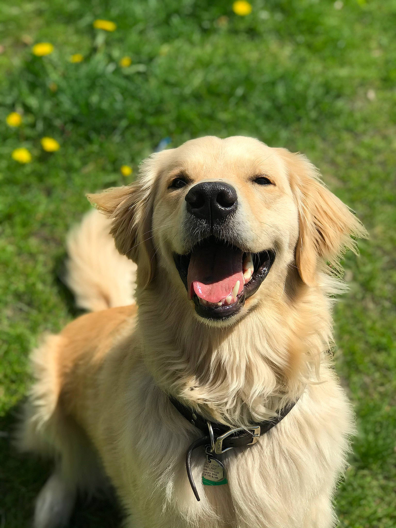Harold joined the competition — help win amazing prizes! canidae, carnivore, collar, companion_dog, dog, dog_breed, event, fang, fawn, flower, golden_retriever, grass, gun_dog, happy, plant, retriever, snout, sporting_group, whiskers, yellow