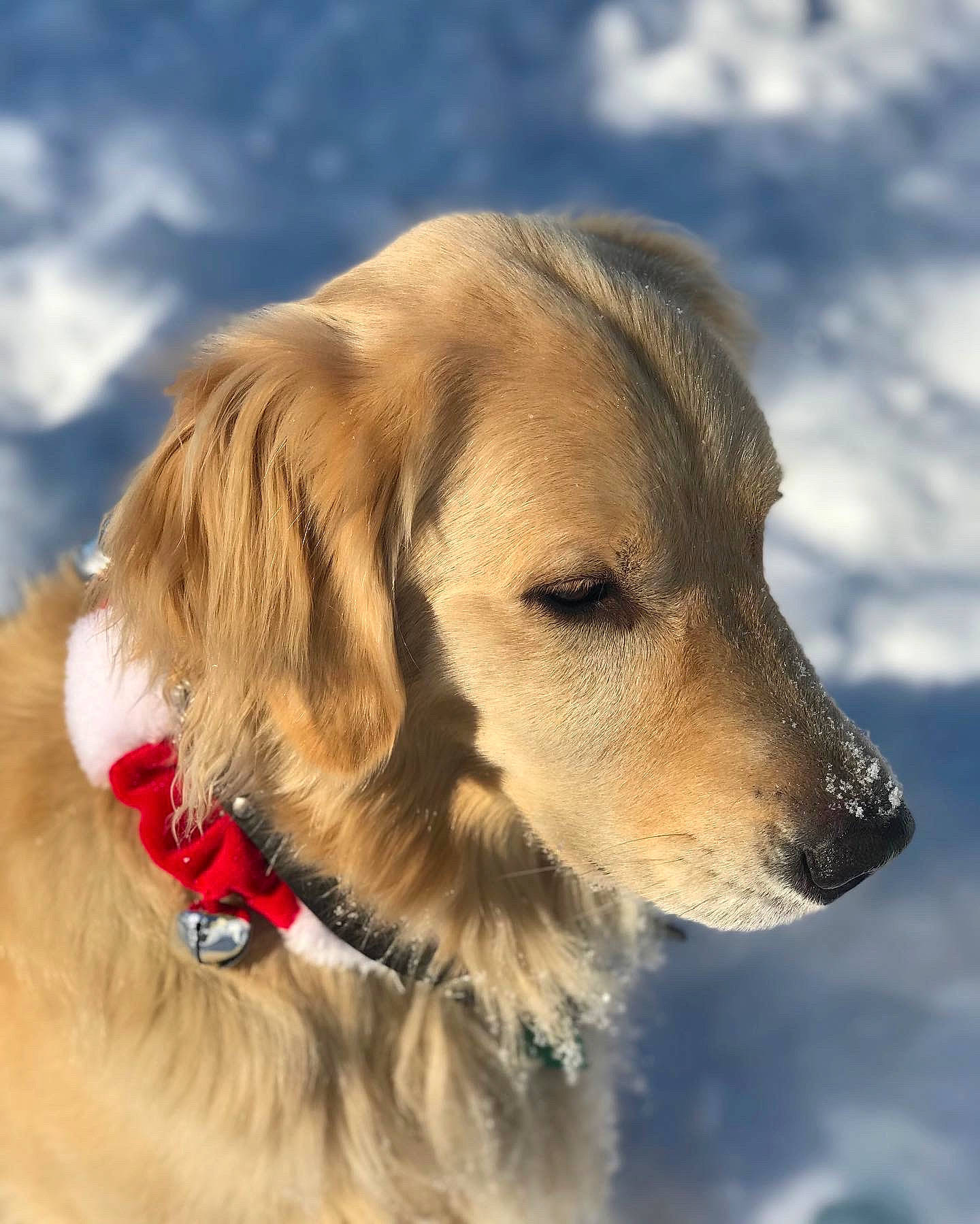 Harold is registered to the contest to win money with this photo: canidae, carnivore, cloud, collar, companion_dog, dog, dog_breed, dog_collar, fawn, fur, golden_retriever, gun_dog, plant, sky, snout, snow, sporting_group, whiskers, winter, working_dog