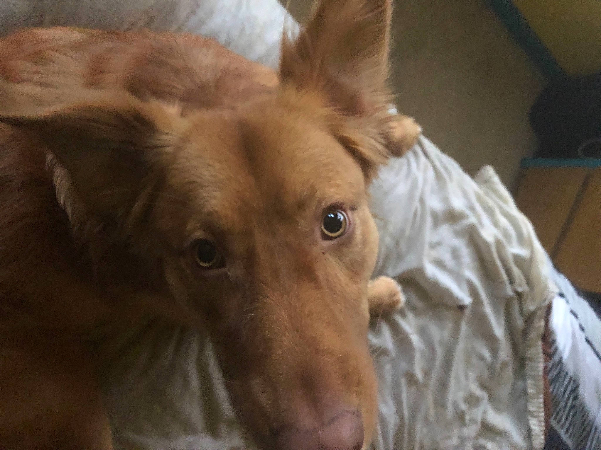 Tyson joined the competition — help win amazing prizes! ancient_dog_breeds, canidae, carnivore, companion_dog, dog, dog_breed, dog_sports, ear, fawn, fur, guard_dog, liver, sighthound, snout, sporting_group, terrestrial_animal, toy_dog, whiskers, wood, working_animal