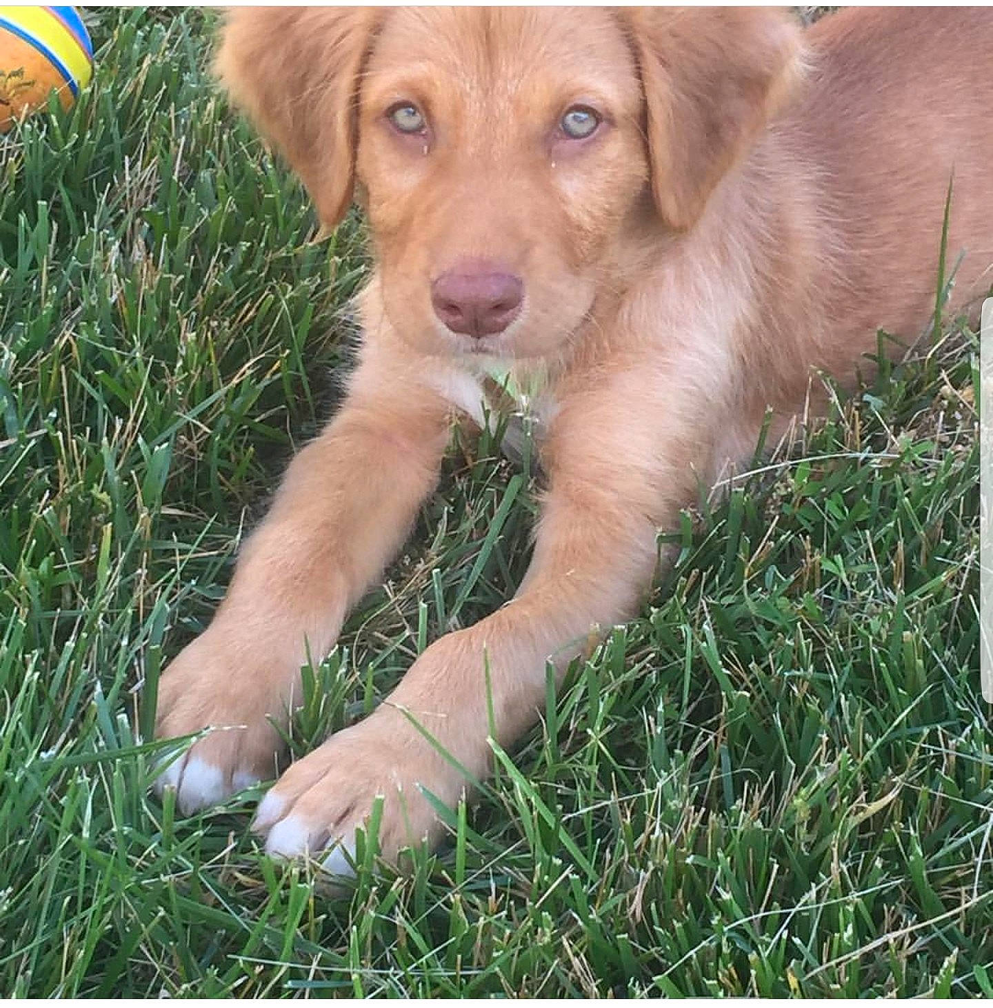 Tyson is registered to the contest to win money with this photo: canidae, carnivore, companion_dog, dog, dog_breed, fawn, grass, hunting_dog, liver, paw, plant, snout, sporting_group, tail, terrestrial_animal, whiskers, wildlife, working_animal