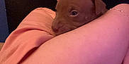 Nala is registered to the contest to win money with this photo: affection, animal, arm, brown, close_up, comfort, companion, cozy, cute, dog, indoor, person, pet, puppy, resting, sleeve, snuggling, soft_lighting, warm_colors, young_dog