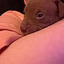 affection, animal, arm, brown, close_up, comfort, companion, cozy, cute, dog, indoor, person, pet, puppy, resting, sleeve, snuggling, soft_lighting, warm_colors, young_dog