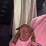 Nala is registered to the contest to win money with this photo: animal, casual, closeup, clothing, curtains, cute, dog, hand, holding, home, indoor, newborn, person, pet, pink_sweatshirt, puppy, sleeping, soft_lighting, warmth, young