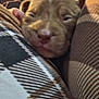 Nala joined the competition — help win amazing prizes! animal, blurred, brown, close_up, comfort, cozy, cushion, cute, dog, face, indoors, pattern, pet, plaid, puppy, resting, sleepy, snug, soft, young