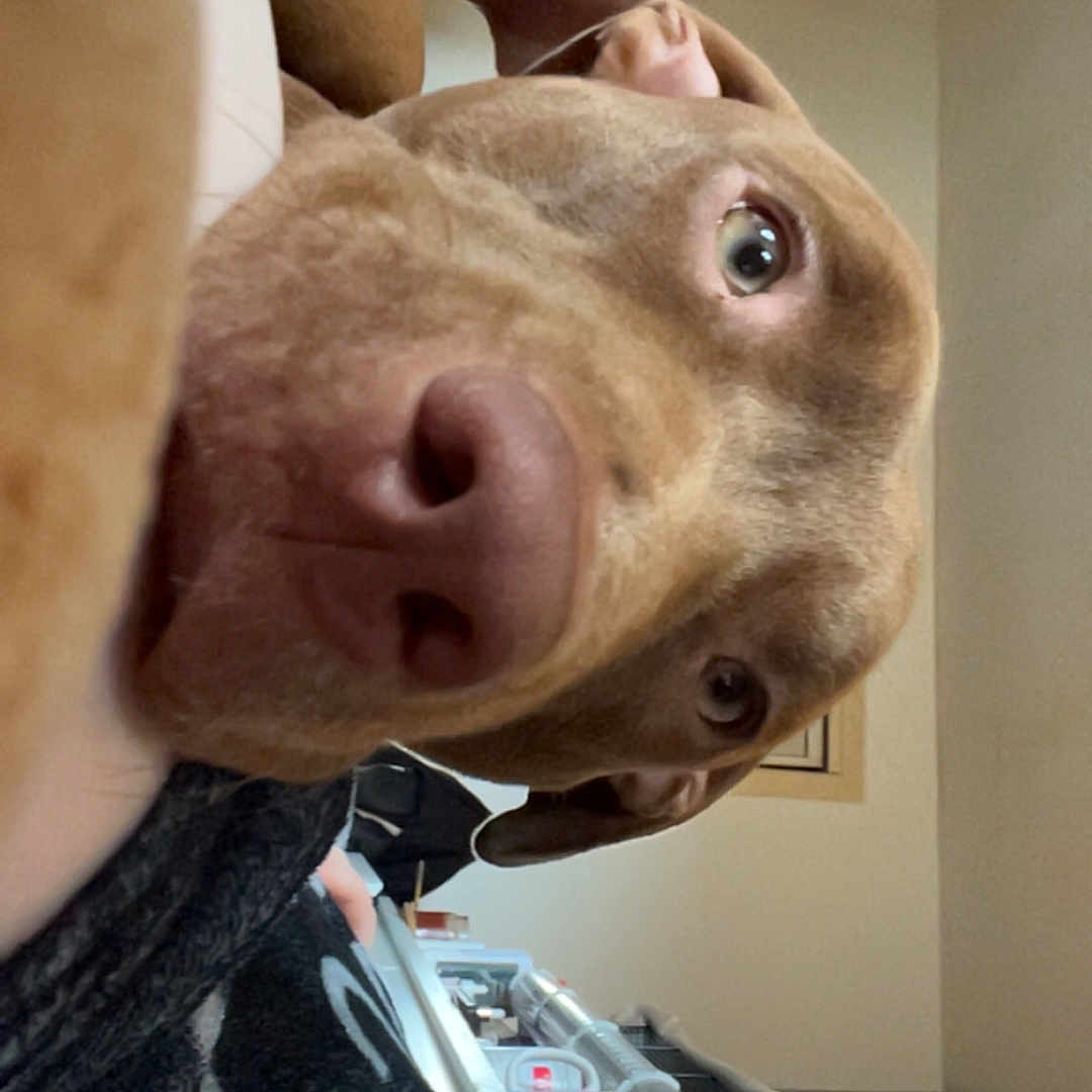 Nala is registered to the contest to win money with this photo: animal, blanket, candid, casual, close_up, container, cozy, curious, dog, eyes, furniture, household, indoor, lamp, nose, pet, portrait, relaxed, room, shelf