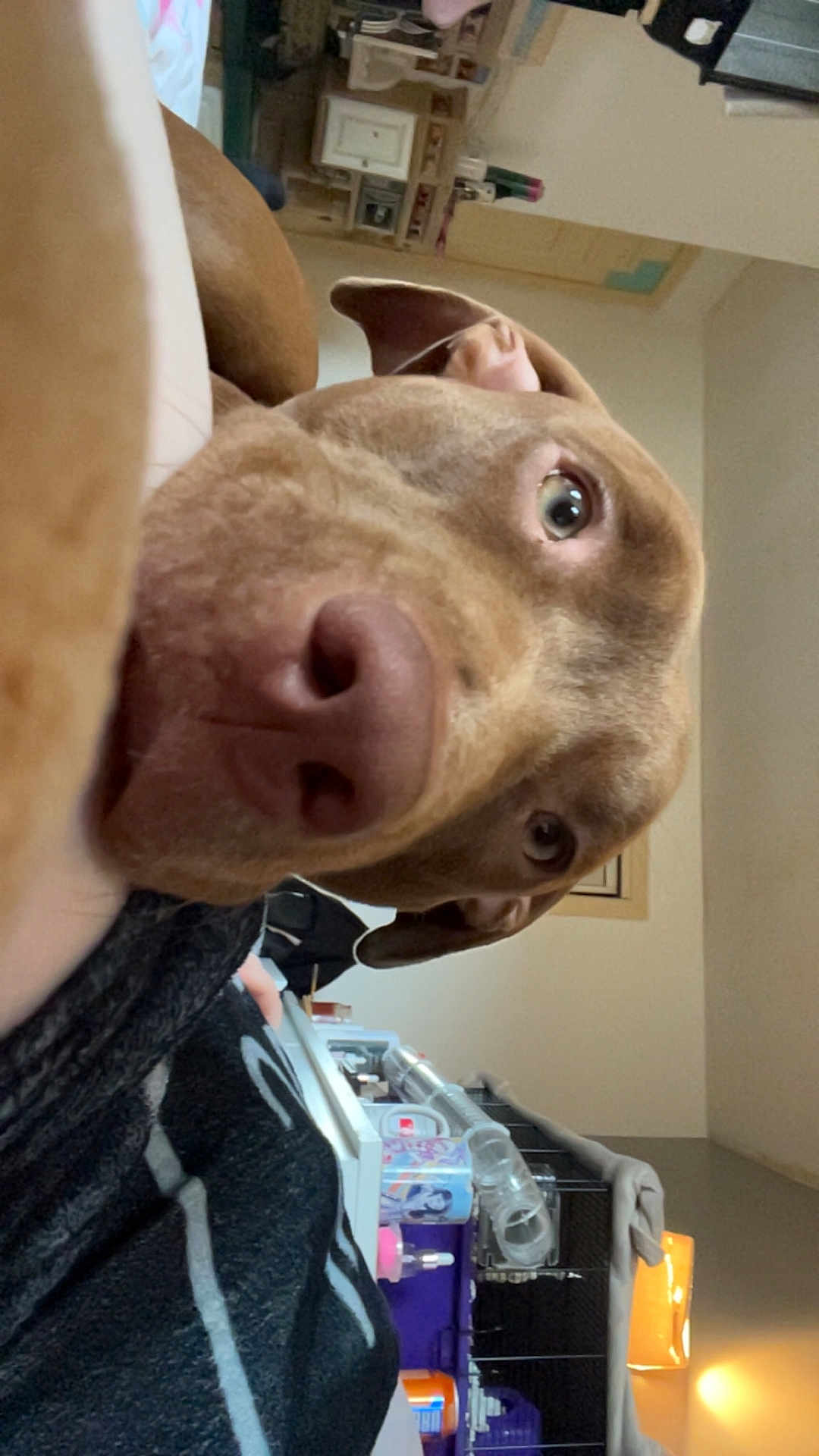 Nala