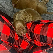 Nala is registered to the contest to win money with this photo: animal, blanket, brown, comfort, cozy, cute, domestic, fur, indoors, pants, pet, puppies, red_and_black_checkered, relaxation, resting, sleeping, small, snuggling, soft, young