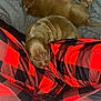 animal, blanket, brown, comfort, cozy, cute, domestic, fur, indoors, pants, pet, puppies, red_and_black_checkered, relaxation, resting, sleeping, small, snuggling, soft, young