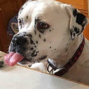 Gator is registered to the contest to win money with this photo: dog, tongue_out, white_coat, black_spots, collar, pet, close_up, muzzle, paw, kitchen, cabinet, indoor, cute, curious, portrait, domestic_animal, short_fur, table_edge, floppy_ear, face