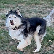 Cami joined the competition — help win amazing prizes! dog, husky, running, grass, outdoor, animal, pet, happy, fur, canine, playful, active, collar, smiling, nature, mammal, walking, energetic, friendly, daylight