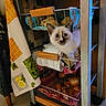 kitten, cat, basket, vegetables, onions, kitchen_cart, indoor, curious, furniture, fabric, colorful, patterned, wood, metal, floor, home, cozy, pet, animal, domestic