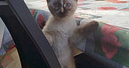 Doudou a rejoint le concours — aidez-le/la à gagner de superbes lots ! kitten, cat, siamese, chair, table, tablecloth, outdoor, patio, sunlight, paw, furniture, window, plant, scaffolding, home, pet, animal, curious, blue_eyes, resting