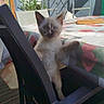 kitten, cat, siamese, chair, table, tablecloth, outdoor, patio, sunlight, paw, furniture, window, plant, scaffolding, home, pet, animal, curious, blue_eyes, resting