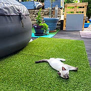 Doudou a rejoint le concours — aidez-le/la à gagner de superbes lots ! kitten, cat, grass, artificial_grass, potted_plant, garden, backyard, outdoor, greenery, relaxing, pet, animal, small_cat, sunny, daylight, wooden_pallet, decor, plant_pot, nature, resting
