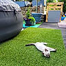 kitten, cat, grass, artificial_grass, potted_plant, garden, backyard, outdoor, greenery, relaxing, pet, animal, small_cat, sunny, daylight, wooden_pallet, decor, plant_pot, nature, resting