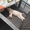 kitten, sleeping, chair, mesh, tablecloth, flower_pattern, sunlight, outdoor, pet, relaxing, feline, resting, paw, tail, wooden_deck, summer, daylight, domestic_animal, cute, peaceful