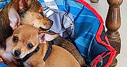 Crystale participe au concours pour gagner de l'argent avec cette photo : animal, brown_dog, canine, companion, cozy, curious, cute, dog, domestic_animal, floor, friendship, furniture, indoor, pet_bed, puppy, relaxing, resting, small_dog, snuggling, wooden_table