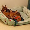 animal, brown_dog, companion, cozy, cute, dog, domestic_animal, friendship, furry, holiday_theme, indoor, pet_bed, playing, reindeer_pattern, relaxing, resting, rope_toy, sleeping, small_dog, toy