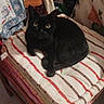 cat, black_cat, chair, cushion, indoor, pet, feline, striped_cushion, wooden_chair, patterned_fabric, home_interior, animal, domestic_cat, resting, looking_at_camera, cozy, furniture, yellow_eyes, quiet, relaxed
