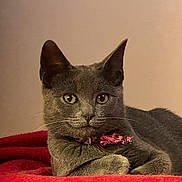 Isis is registered to the contest to win money with this photo: cat, gray_cat, pet, animal, feline, whiskers, collar, red_blanket, indoor, resting, portrait, fur, ears, eyes, cute, domestic_cat, laying, closeup, soft_light, background