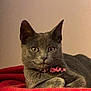 cat, gray_cat, pet, animal, feline, whiskers, collar, red_blanket, indoor, resting, portrait, fur, ears, eyes, cute, domestic_cat, laying, closeup, soft_light, background